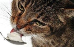 Как правильно кормить лактирующую или кормящую кошку