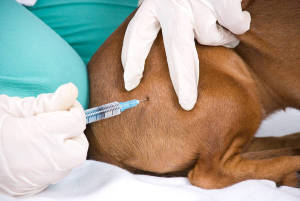 Как правильно делать внутримышечные уколы (инъекции) собаке