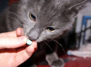 Как давать таблетки кошке
