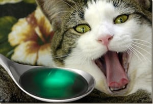 Как дать лекарство кошке