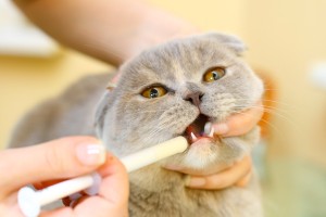 Как правильно давать жидкие лекарства кошке