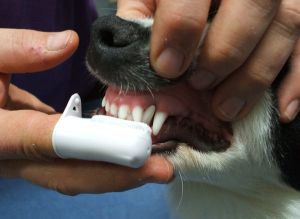 Уход за полостью рта больной собакой