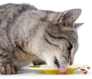 Как правильно кормить взрослых кошек и котов