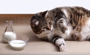 Как правильно кормить беременную кошку