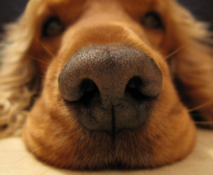 Почему у собаки мокрый нос
