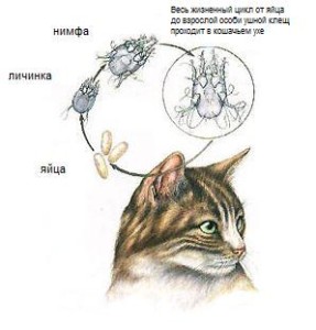 Ушной клещ у кошек