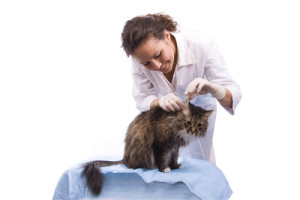 Причиные демодекоза (подкожного клеща) у собак и кошек