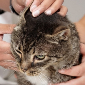 Механизм заражения демодекозом (подкожным клещом) у собак и кошек