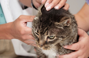 Что такое ушной клещ и симптомы его появления у кошек