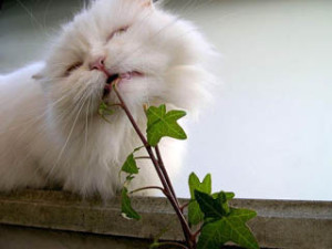 опасные растения для кошки