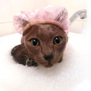 как правильно мыть кошку