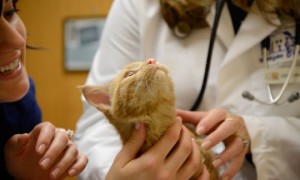 лечение кошек