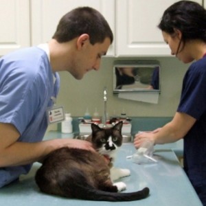 лечение глистов у кошек