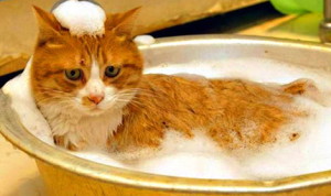 правильное мытье кошки