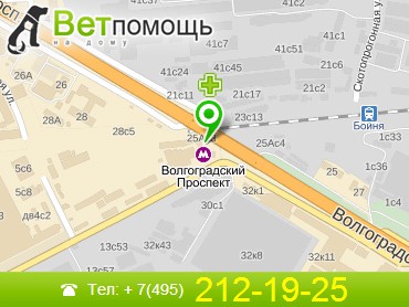 Ветеринар на дом Волгоградский Проспект