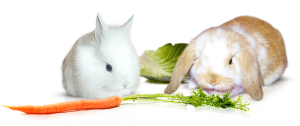 Правильное питание декоративных кроликов | Москва и Подмосковье