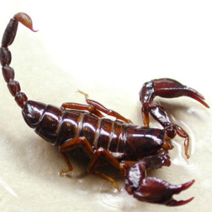 Razmnozhenie-skorpionov