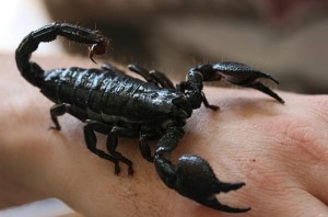 Soderzhanie-skorpiona-v-domashnih-uslovijah