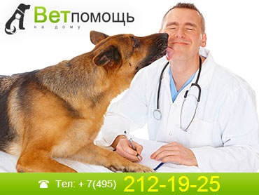 Ветеринар-дерматолог в Москве