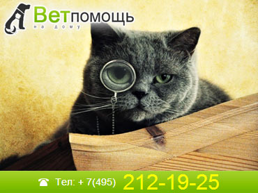 Ветеринар-офтальмолог в Москве