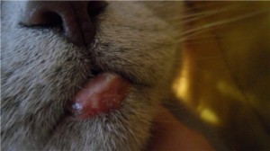 Опухла нижняя губа у кошки