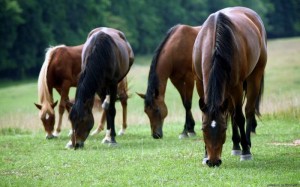Заразные болезни лошадей