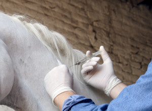 Лечение гриппа лошадей