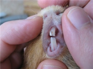 Уход за зубами морских свинок