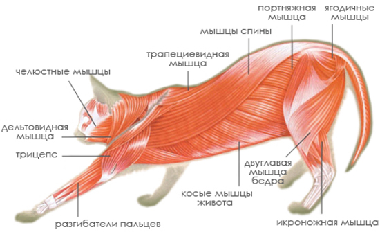 Строение мышечной системы кошек