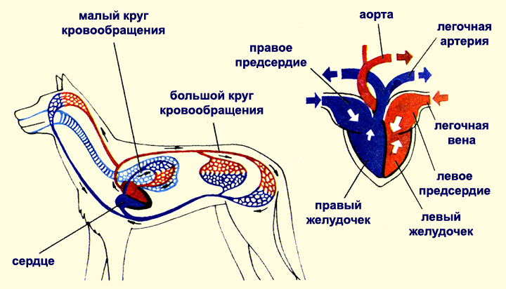 Кровеносная система кошки