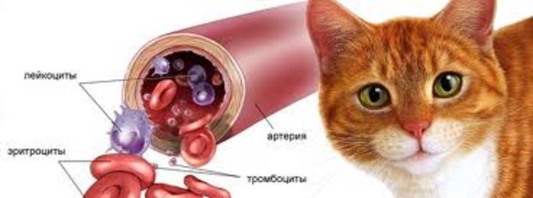 Кровь у кошки