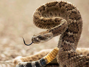 Болезнь телец включений у змей
