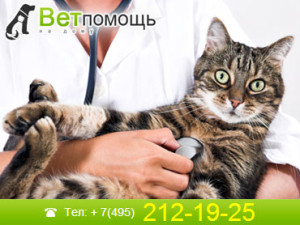 Ветеринарная клиника для кошек и котов