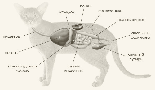 Структура и функционирование пищеварительной системы кошек