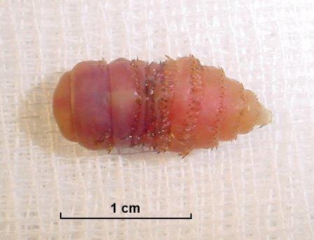 G. intestinalis личинка