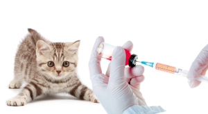 Все о вакцинации кошек, котов и котят