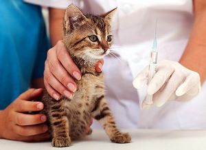 Нужна ли вакцинация кошек, котов и котят