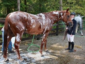 Как правильно мыть лошадь