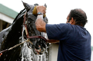 Мытье лошадей
