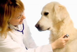 Почему собака кашляет белой пеной и как лечить