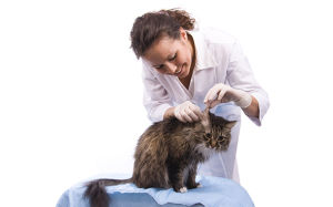 Как лечить прыщи на ухе у кошки?