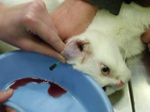 Лечение гематом у кошек, котов и котят