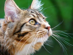 Как проявляется акне у кошек и котов?