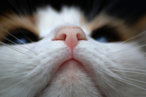 Что такое акне у кошек и котов?
