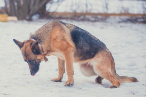 Причины и заболевания, приводящие к отказу задних лап у собак
