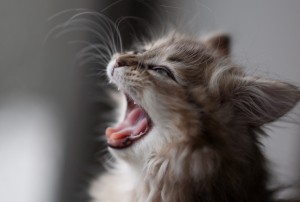 Заболевания зубов у кошек - причины и симптомы