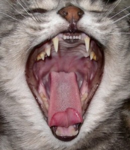 Причины заболеваний зубов у кошек