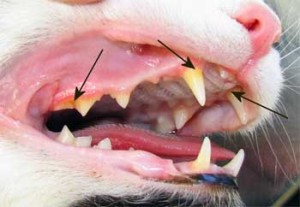 Зубной налет у кошек