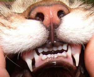 Почему у кошки болят зубы