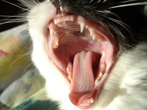 Расположение зубов во рту кошки, аномалии развития зубов и прикуса